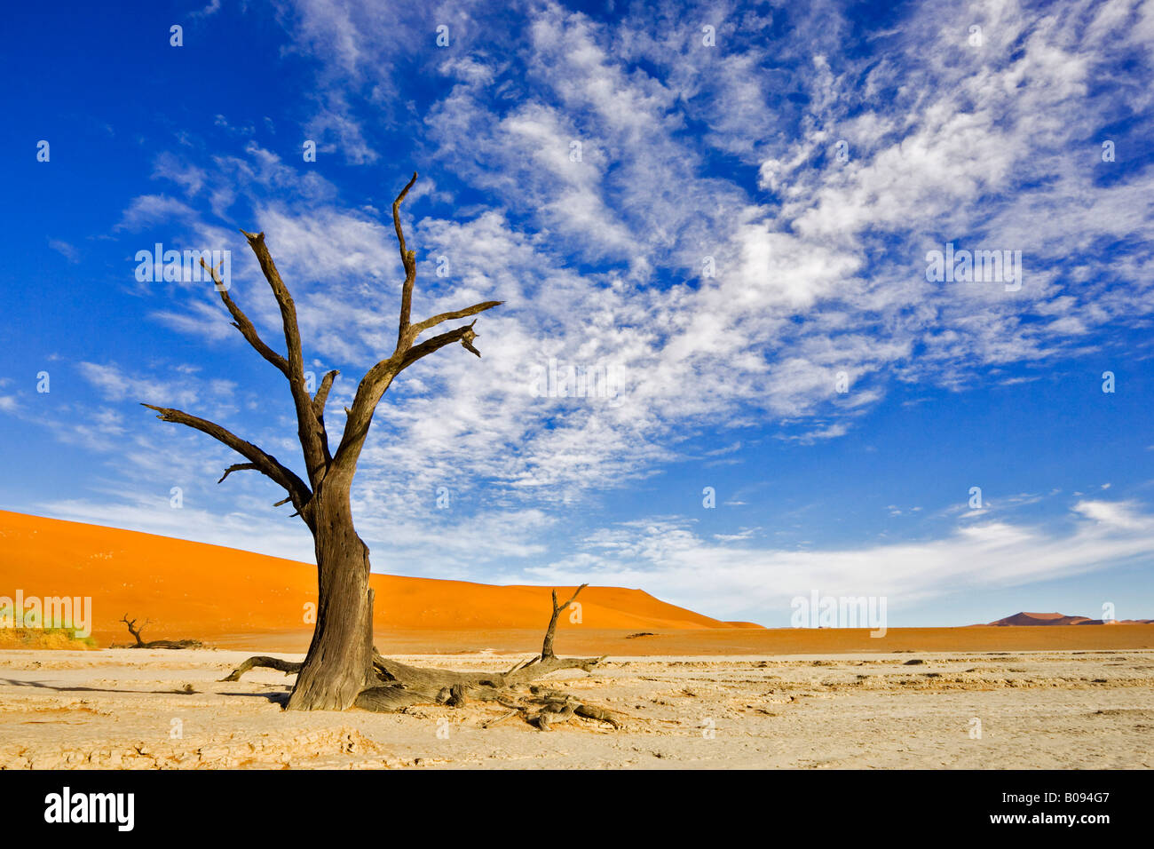 Dead trees in Deadvlei still reaching from dry white clay pan before rising orange desert sand dunes, Sossusvlei, Namib Desert, Stock Photo