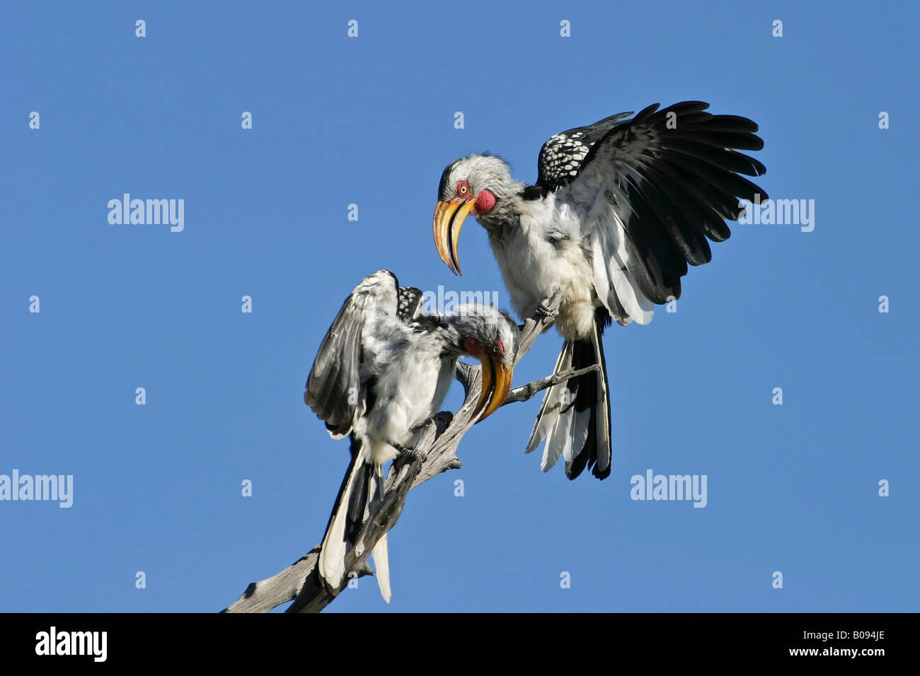 Pair of Eastern Yellow-billed Hornbills (Tockus flavirostris) perched on a branch, Moremi National Park, Moremi Wildlife Reserv Stock Photo