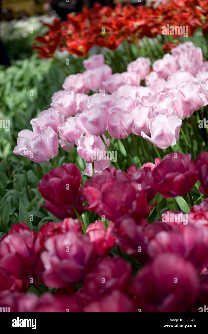 Tulips keukenhof gardens holland Stock Photo - Alamy