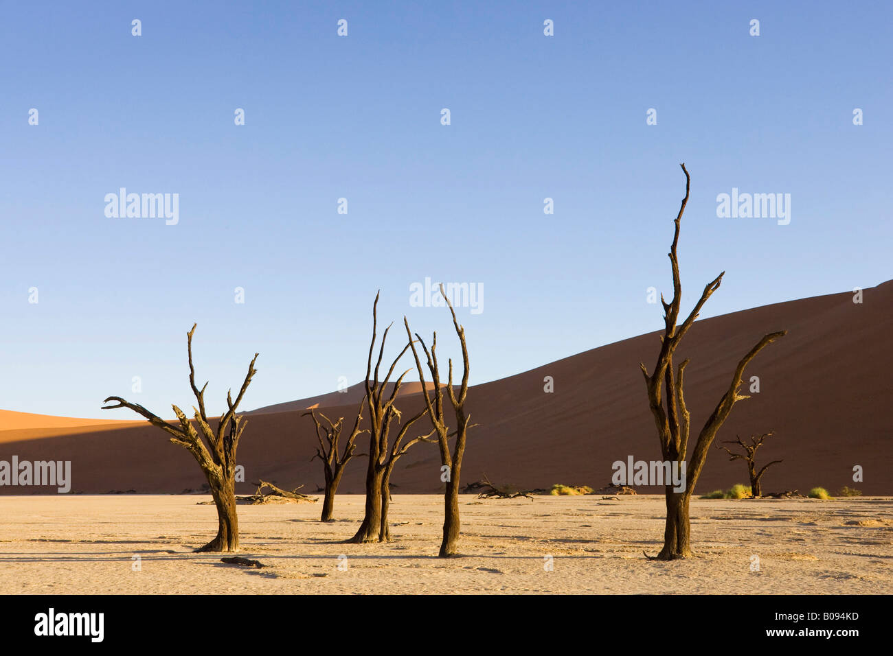 Dead trees on a dried up clay pan in Deadvlei, Namib Desert, Namibia, Africa Stock Photo