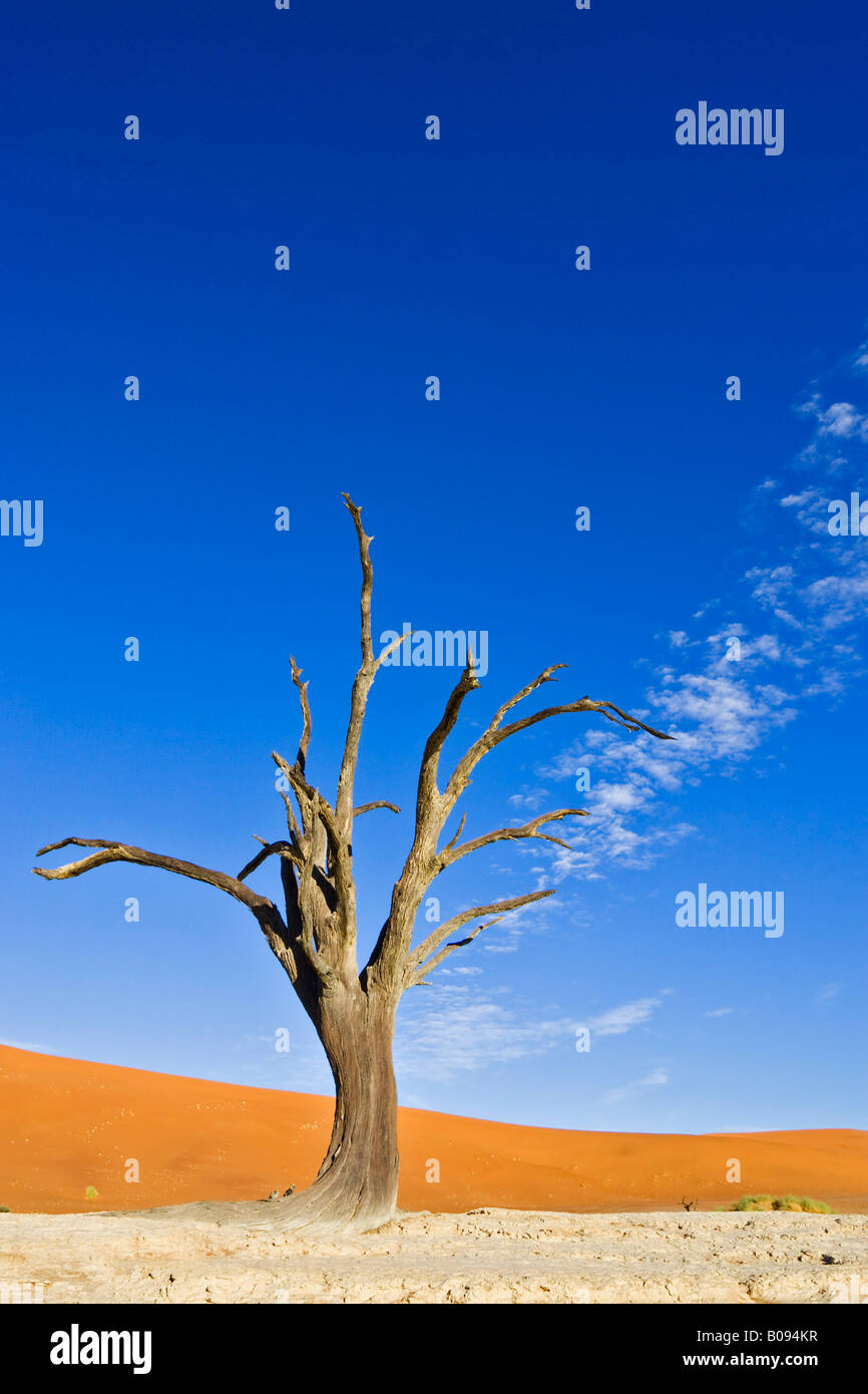 Dead tree on a dried up clay pan in Deadvlei, Namib Desert, Namibia, Africa Stock Photo