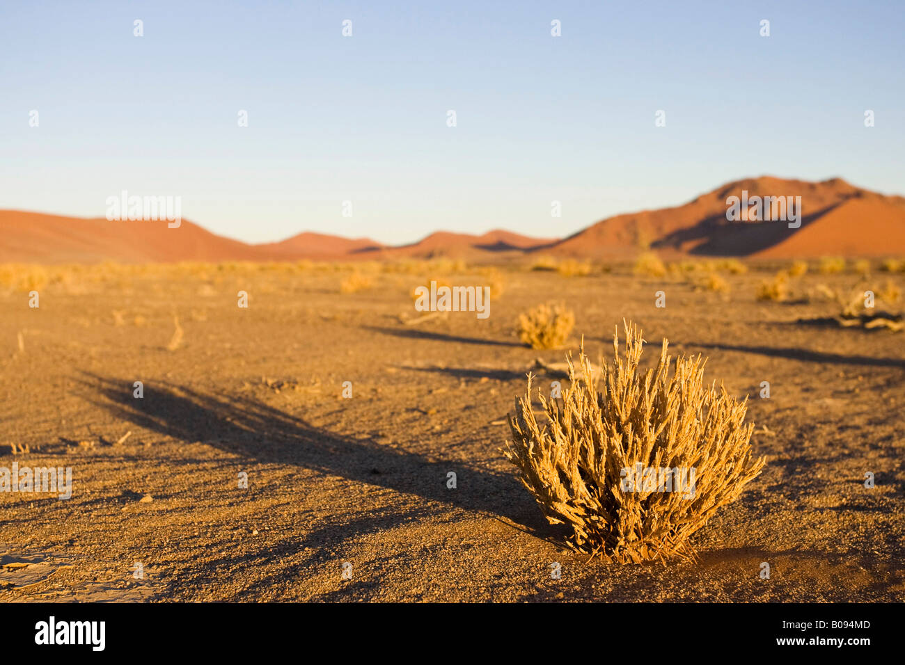 Clumps of grass in the dry riverbed of the Tsauchab River, Namib Desert, Namibia, Africa Stock Photo