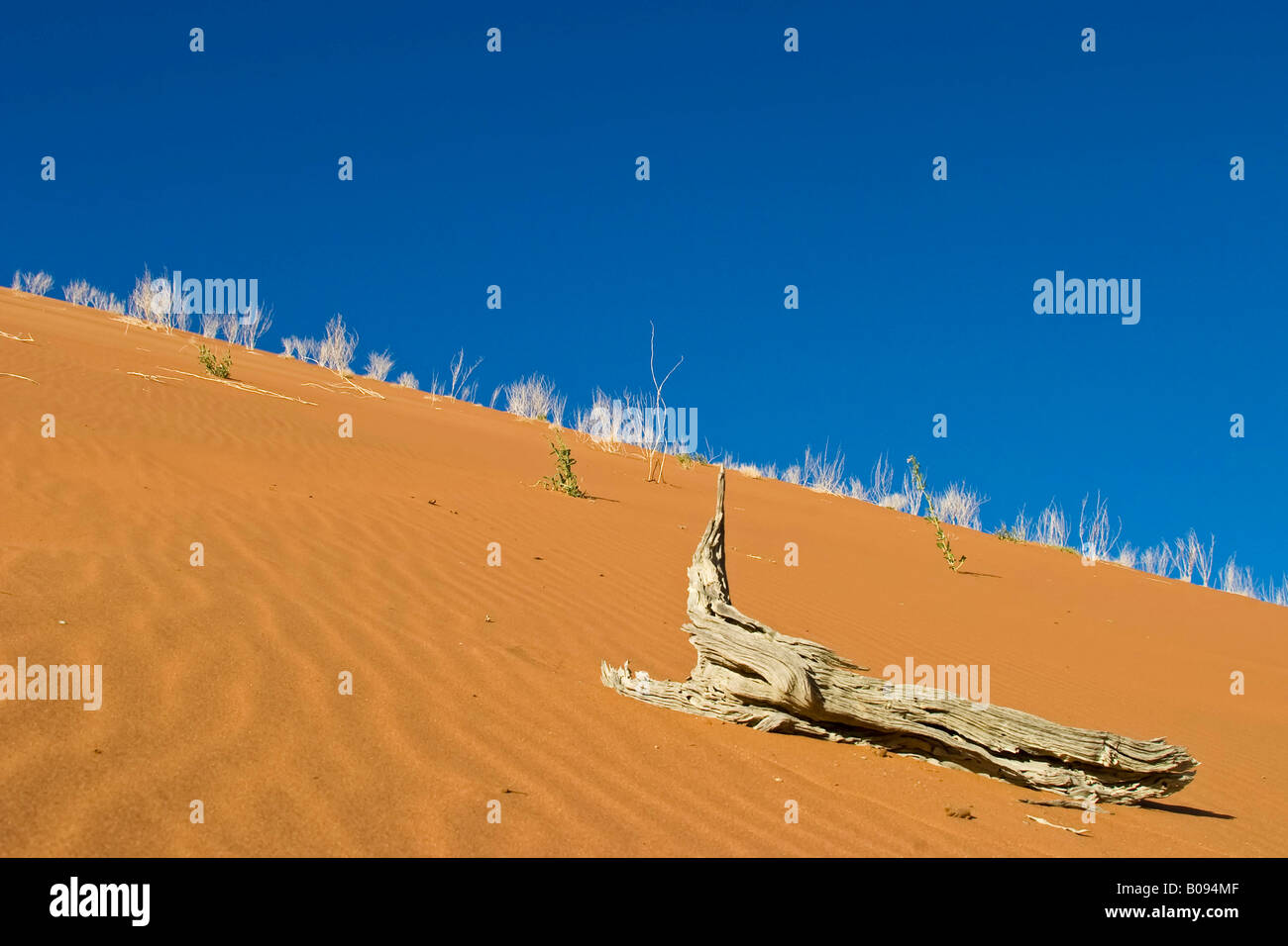 Dead tree on a dune in Deadvlei, Namib Desert, Namibia, Africa Stock Photo