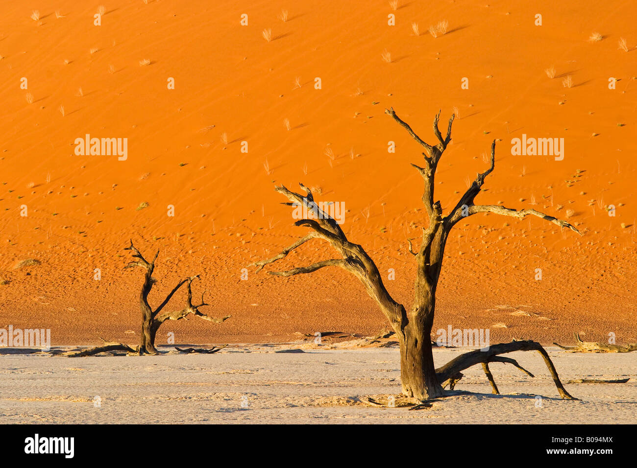 Dead trees on a dried up clay pan in Deadvlei, Namib Desert, Namibia, Africa Stock Photo