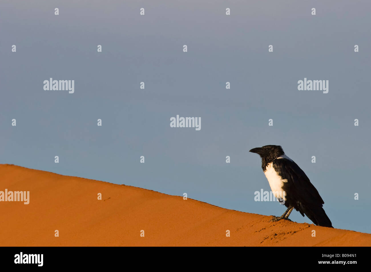 Pied Crow (Corvus albus) on a sand dune, Deadvlei, Namib Desert, Namibia, Africa Stock Photo