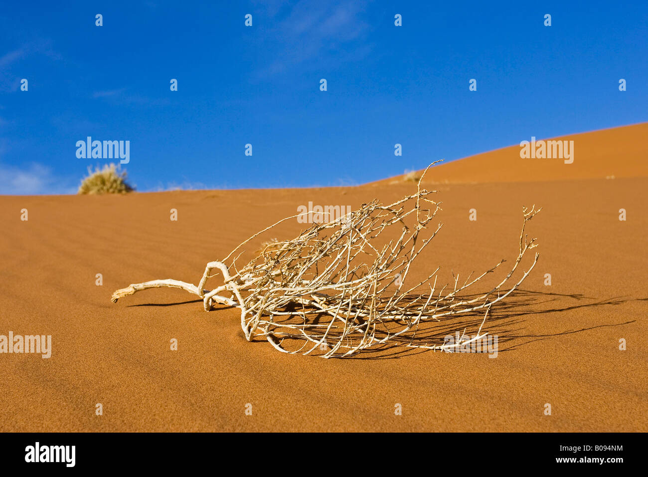 Dried up bush twigs on a sand dune in Deadvlei, Namib Desert, Namibia, Africa Stock Photo
