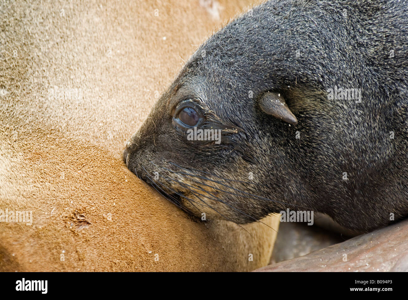 Cape - or South African Fur Seal (Arctocephalus pusillus), mother nursing young, Benguela Current, Cape Cross, Atlantic Coast,  Stock Photo