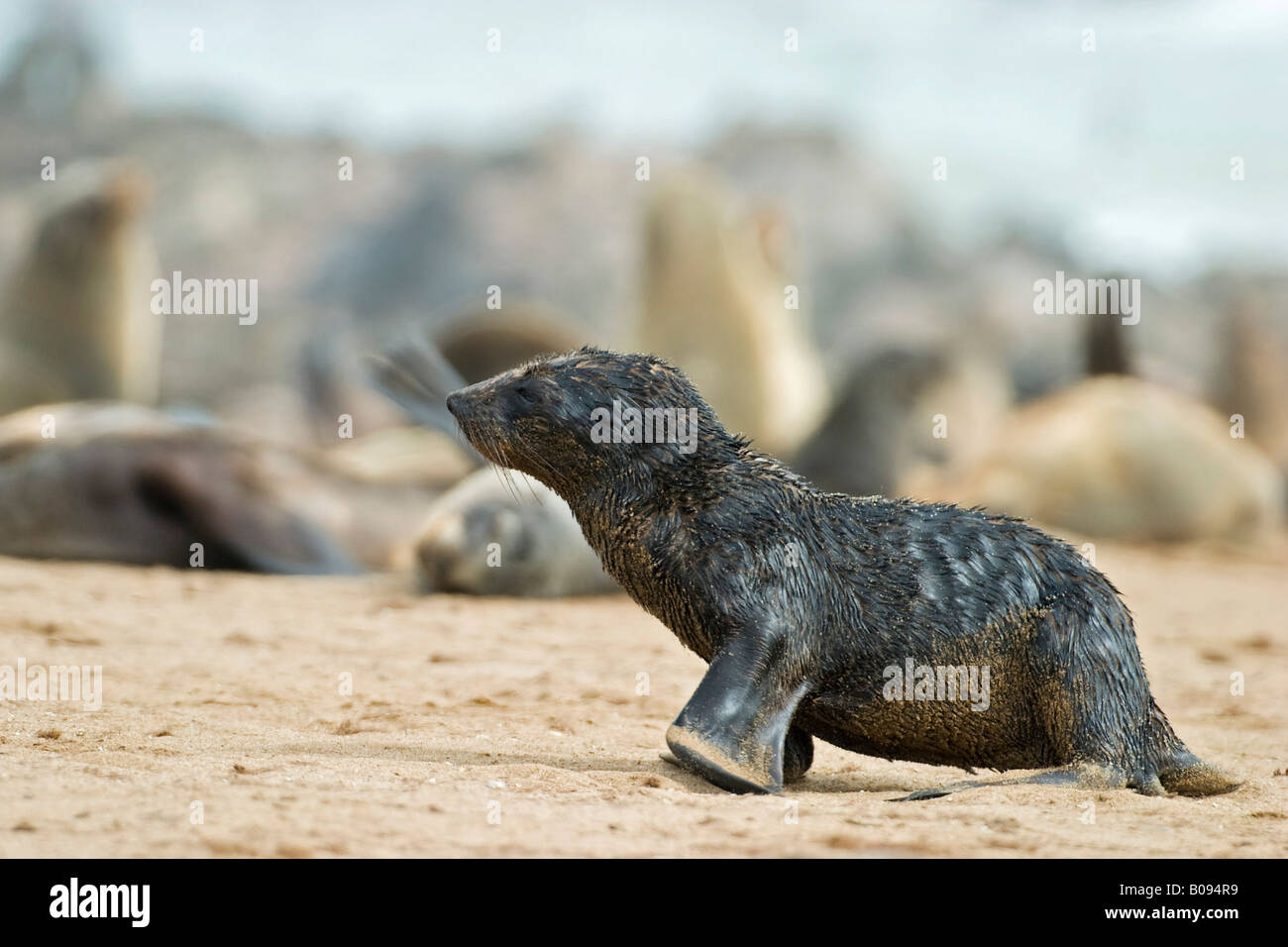 Cape - or South African Fur Seal colony (Arctocephalus pusillus), young, Benguela Current, Cape Cross, Atlantic Coast, Namibia, Stock Photo