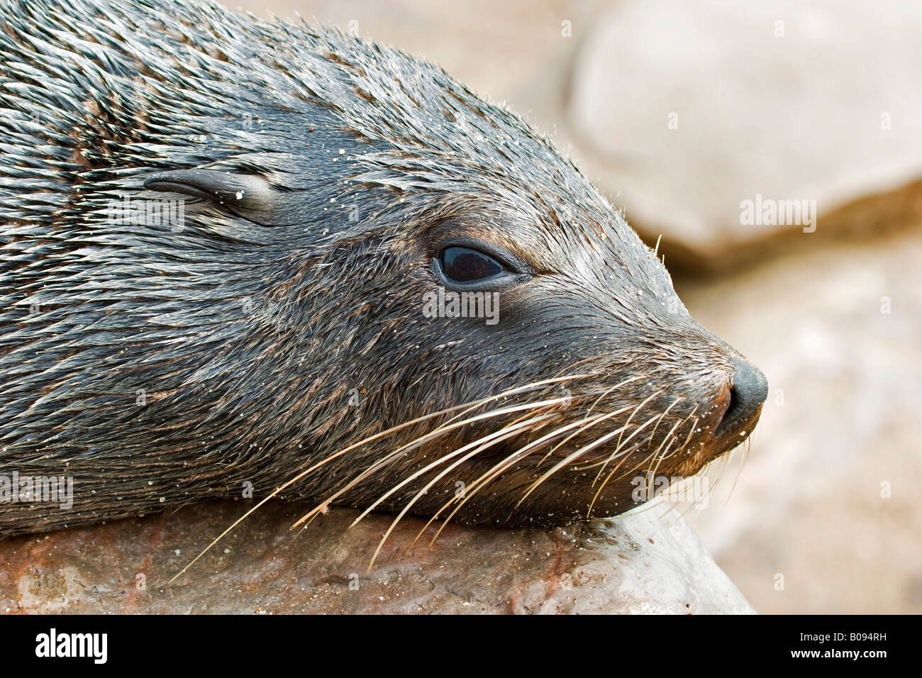 Cape - or South African Fur Seal (Arctocephalus pusillus), Benguela Current, Cape Cross, Atlantic Coast, Namibia, Africa Stock Photo