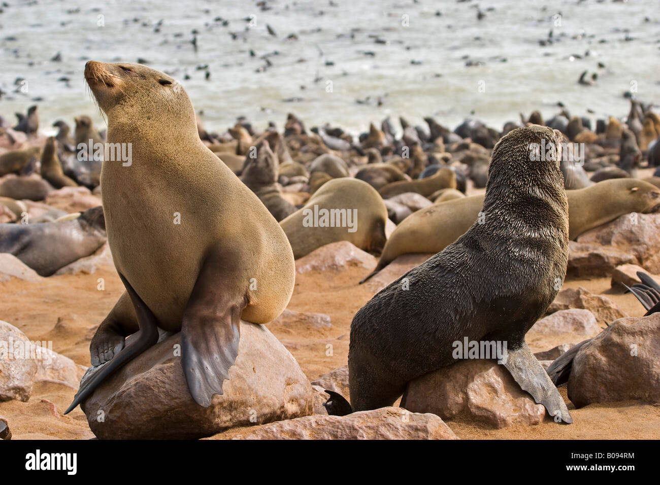 Cape - or South African Fur Seal colony (Arctocephalus pusillus), Benguela Current, Cape Cross, Atlantic Coast, Namibia, Africa Stock Photo