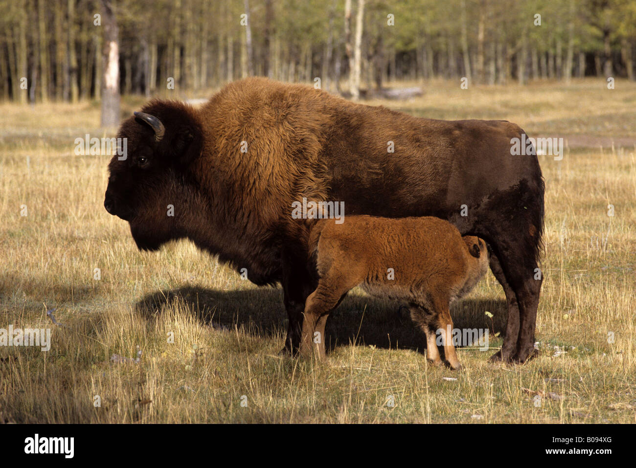 Wood Buffalo (Bison bison athabascae) mother suckling calf, Wood Buffalo National Park, Alberta, Northwest Territories, Canada Stock Photo