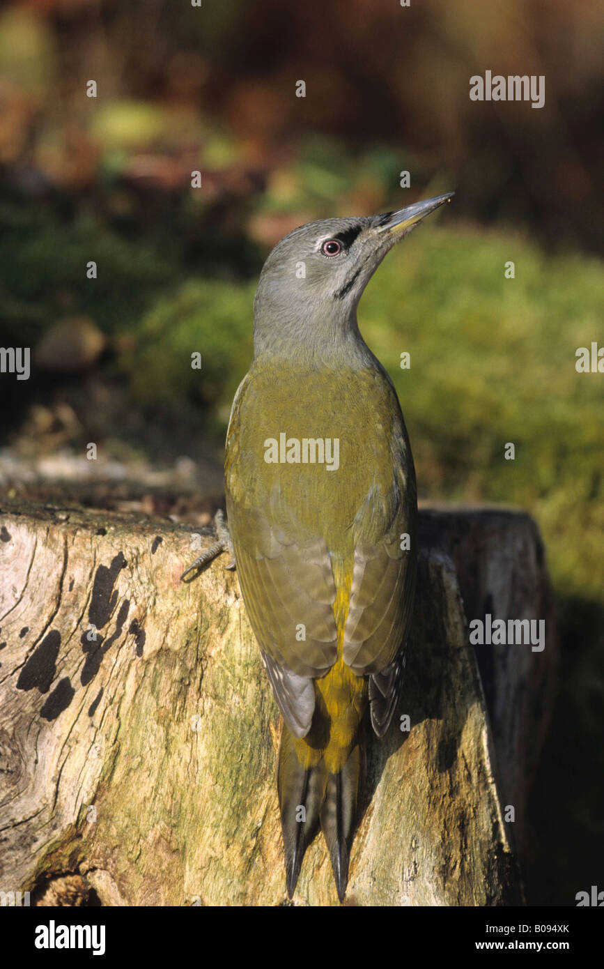 Grey-headed or Grey-faced Woodpecker (Picus canus) looking for ants in a tree stump Stock Photo