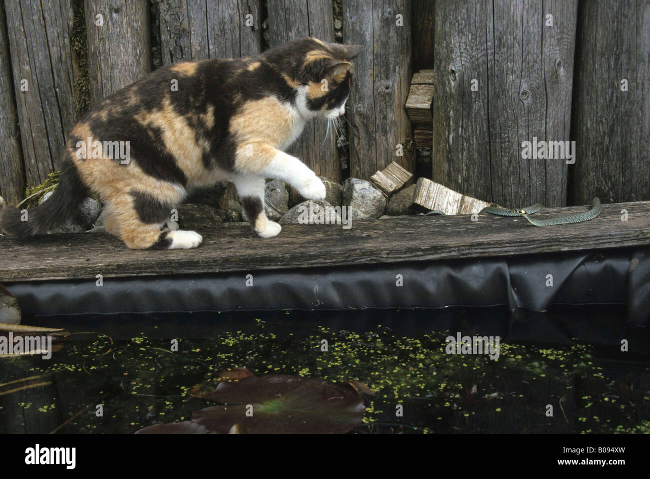 Tortoiseshell or calico cat attacking a Grass - or Ringed Snake (Natrix natrix) beside a garden pond Stock Photo