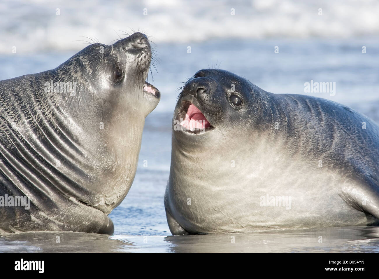 Southern Elephant Seal Pup Playing Stock Photo - Alamy