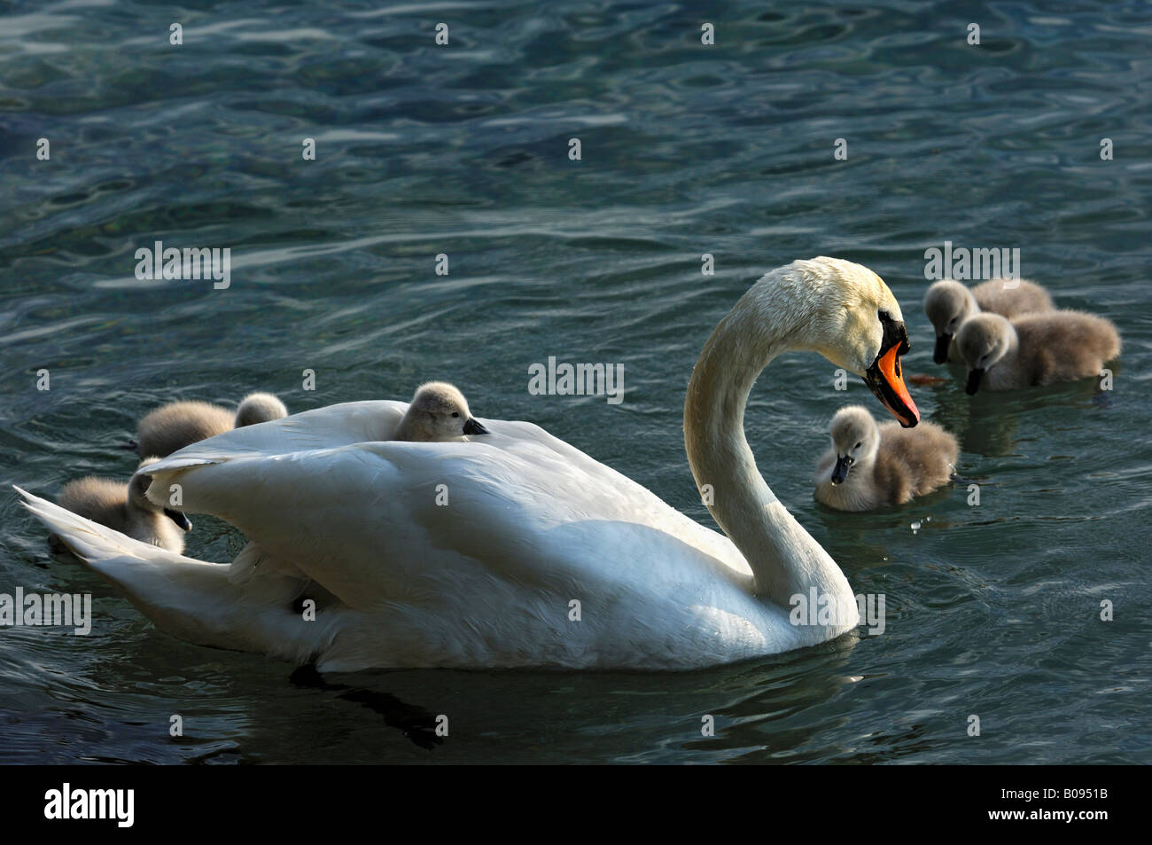 Mute Swan (Cygnus olor) with chicks, cygnets Stock Photo