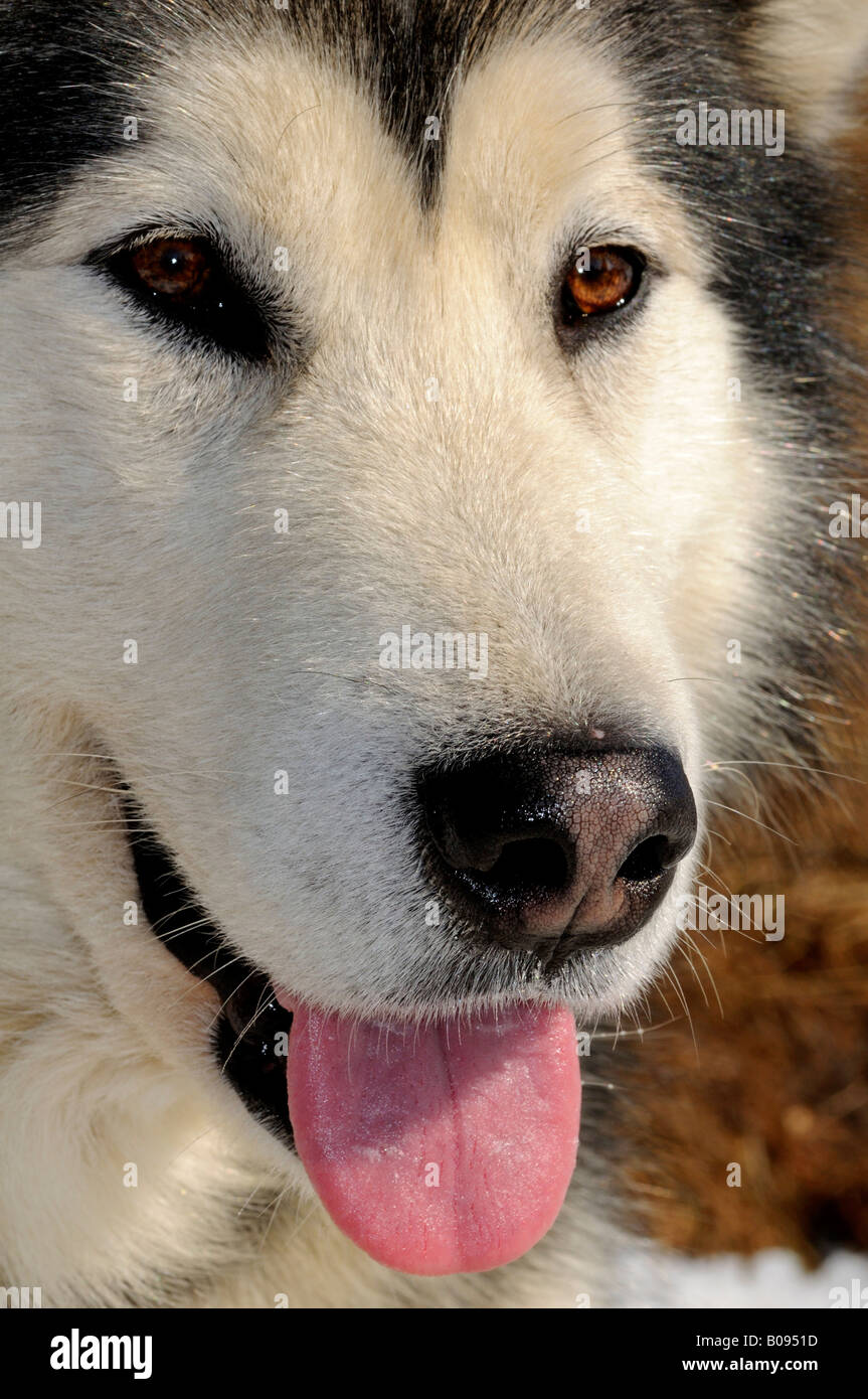 Greenland Dog, sled dog Stock Photo