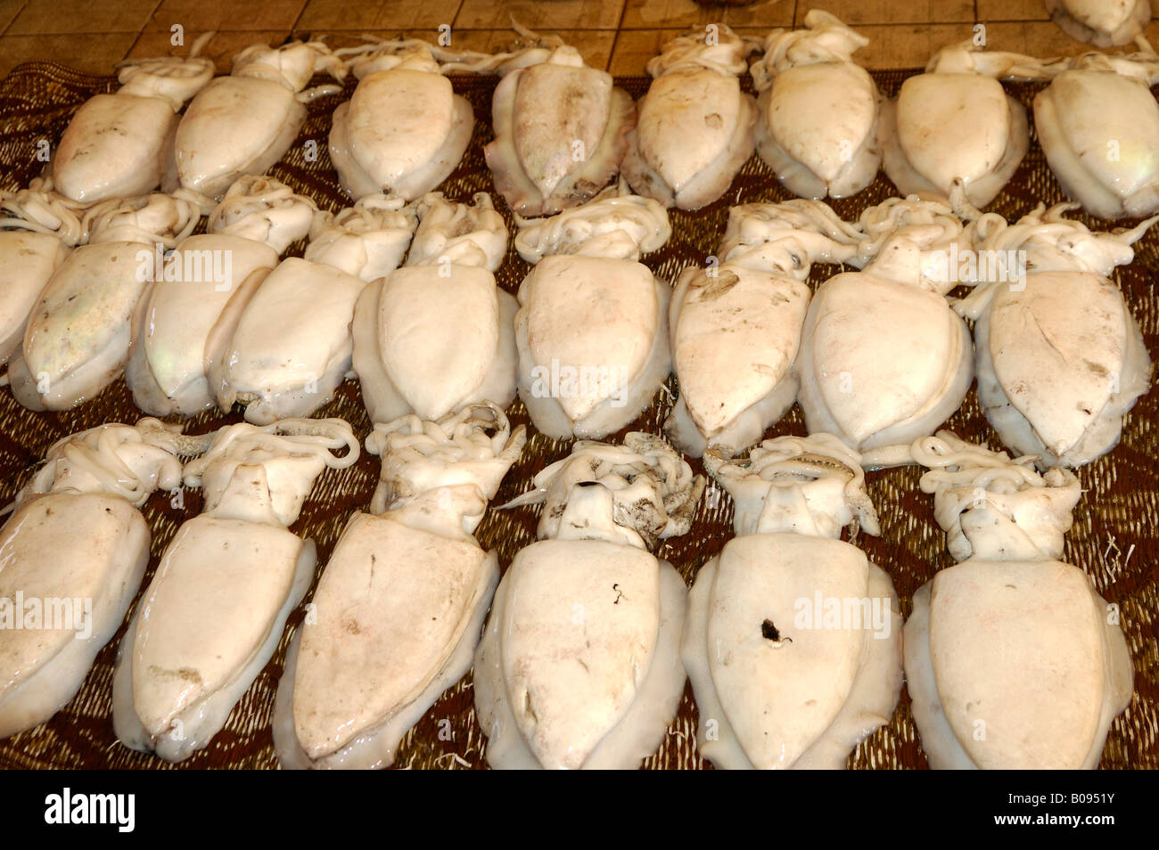 Cuttlefish laid in rows at the Muttrah fish market, Muscat, Sultanate of Oman, Middle East Stock Photo