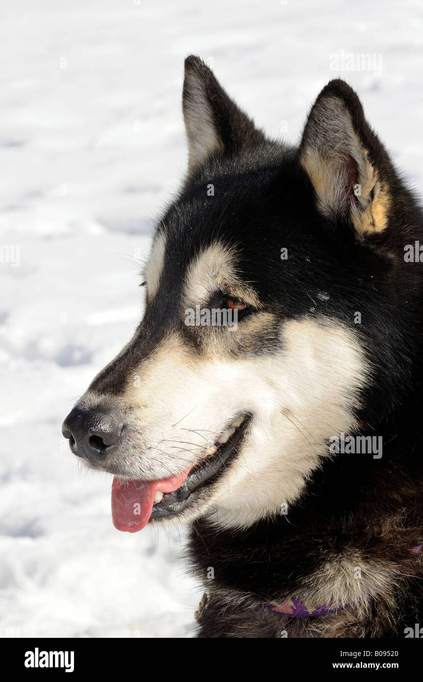 Are Pig Ears Bad For A Greenland Dog