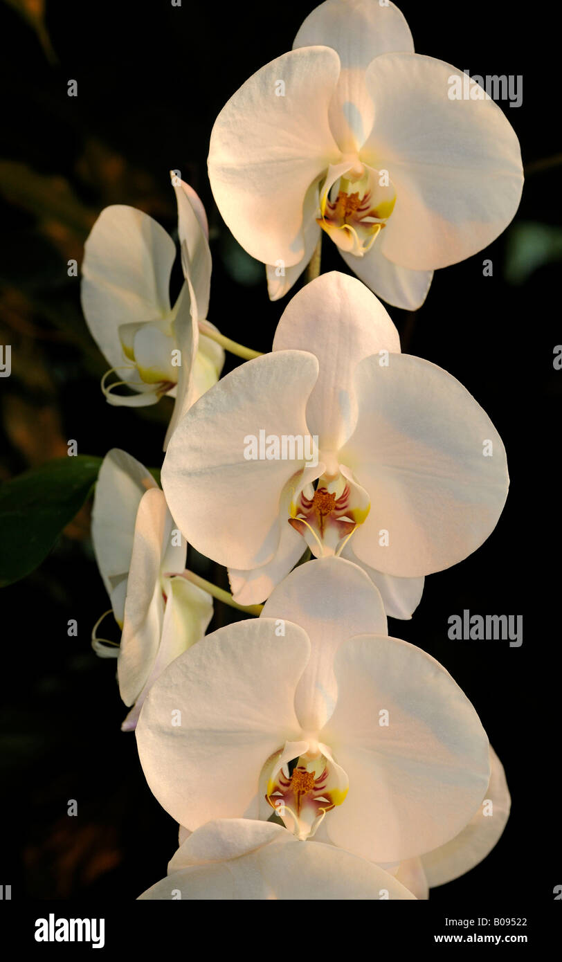 Moth Orchids (Phalaenopsis), hybrids Stock Photo