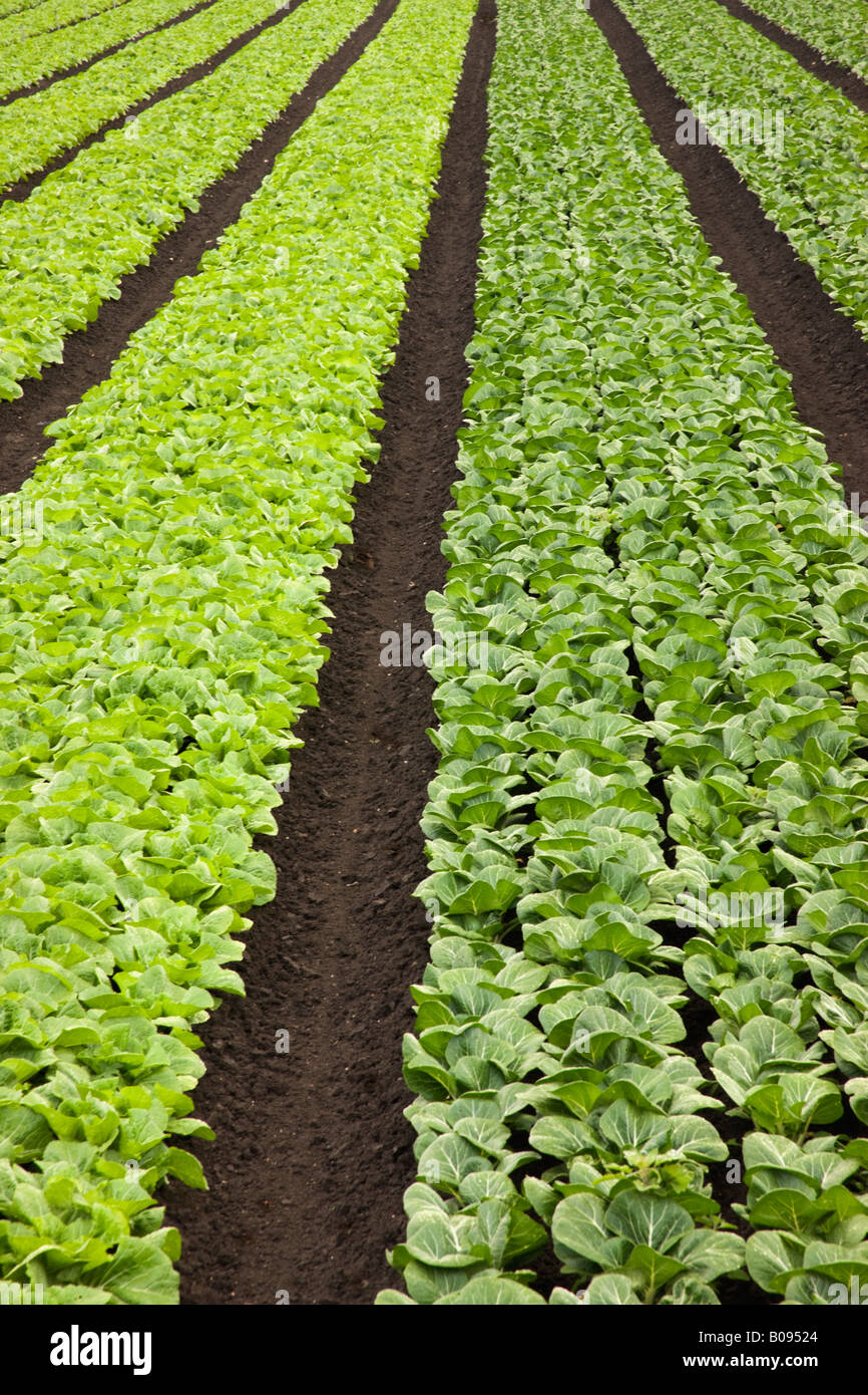 Napa Cabbage & Bok Choy. Stock Photo