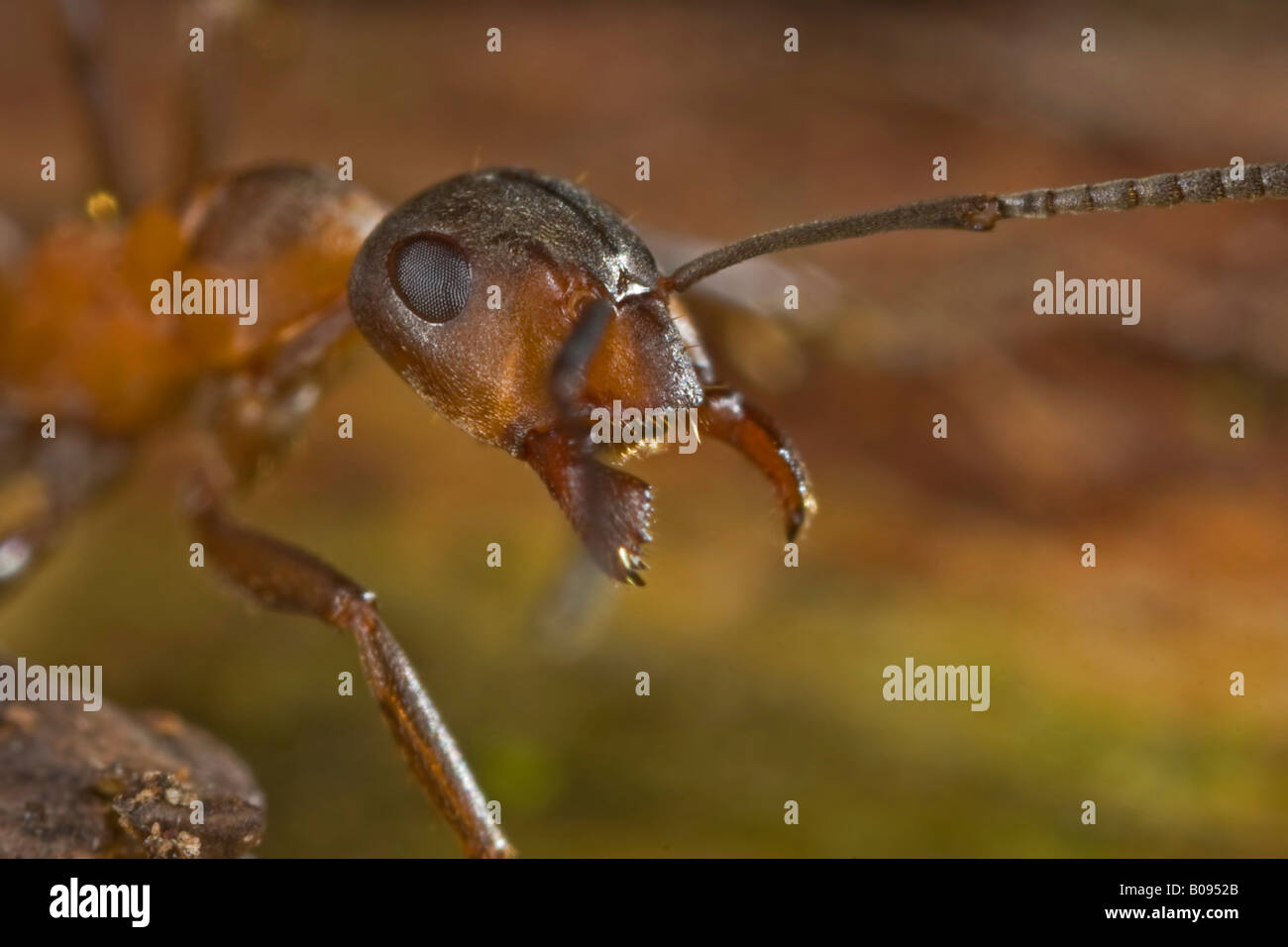 Southern Wood Ant or Horse Ant (Formica rufa) Stock Photo