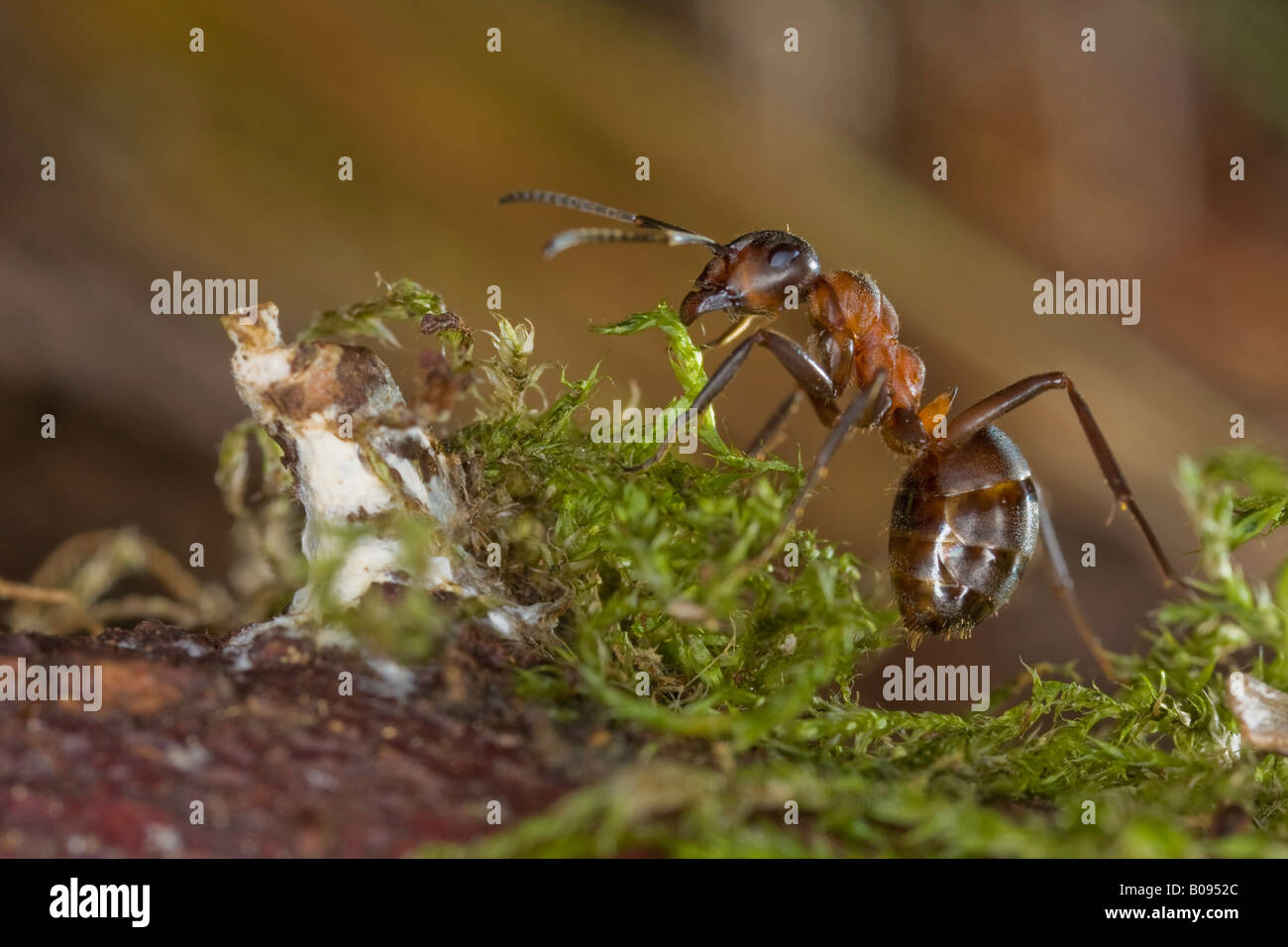 Southern Wood Ant or Horse Ant (Formica rufa) Stock Photo