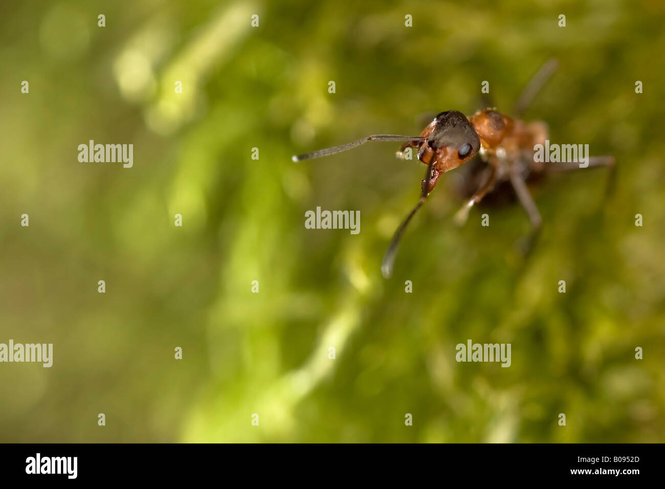 Southern Wood Ant or Horse Ant (Formica rufa) Stock Photo