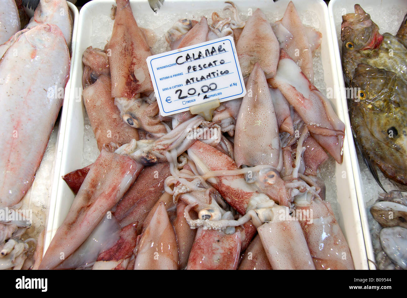 Fresh calamari in a refrigerated counter, Caorle, Venezia, Veneto, Italy Stock Photo