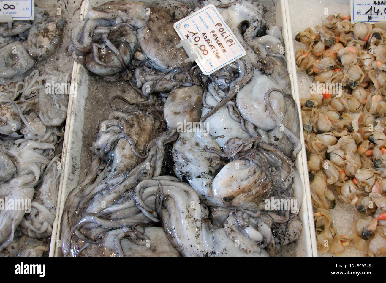 Fresh seafood (octopus) in a refrigerated counter, Caorle, Venezia, Veneto, Italy Stock Photo