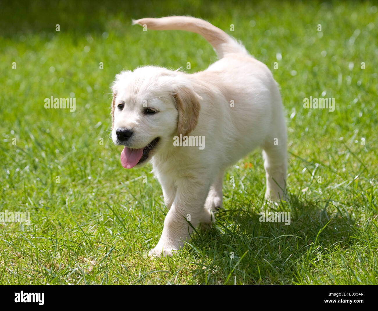 8 week old cheap golden retriever puppies