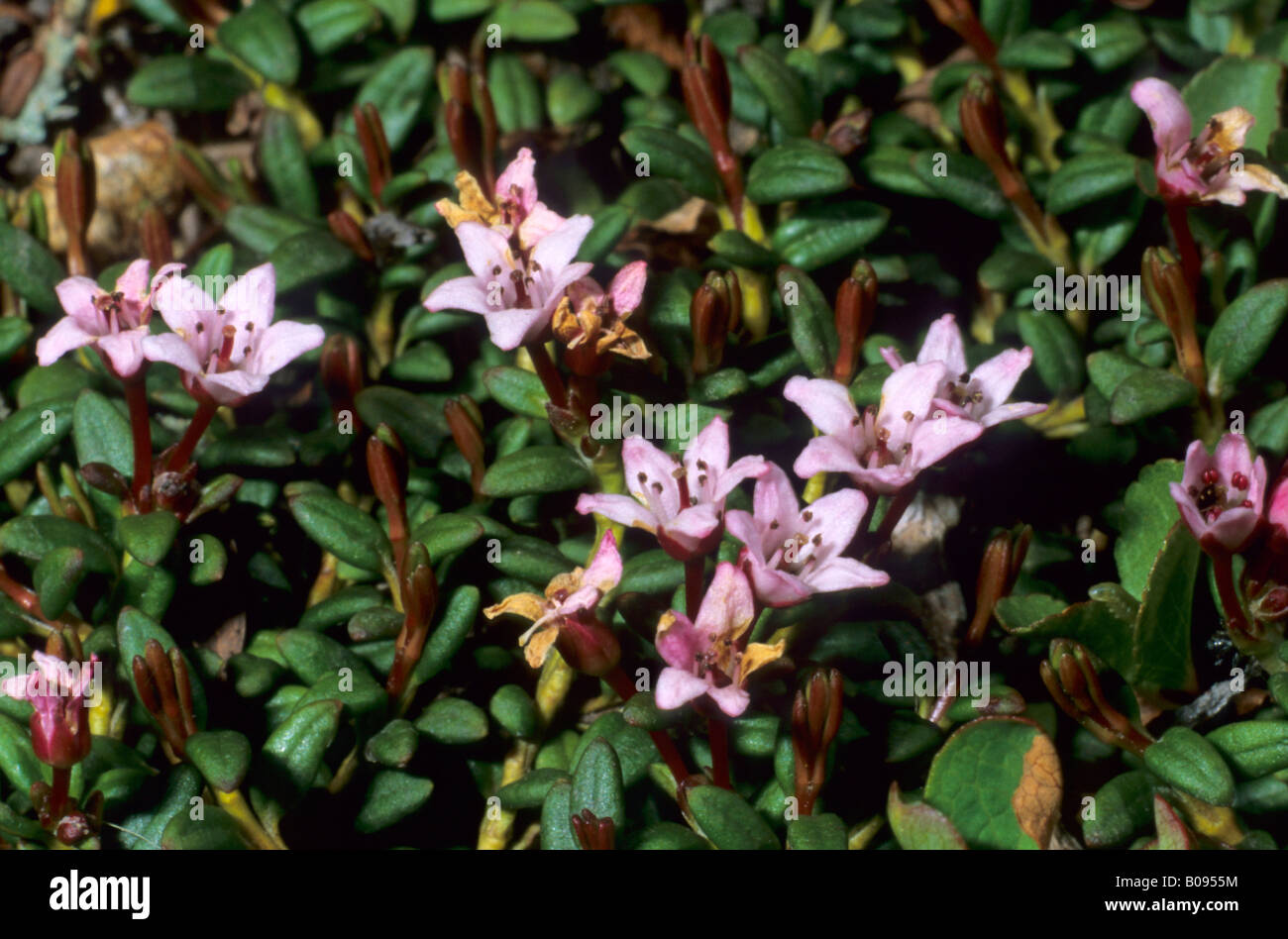 Alpine - or Trailing Azalea (Loiseleuria procumbens), Ericacea family Stock Photo