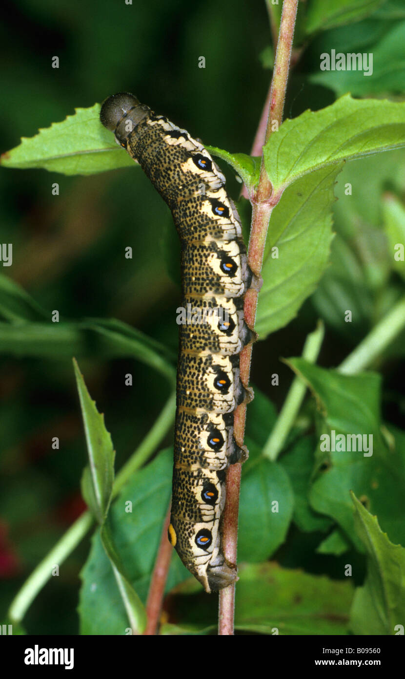 Willowherb Hawkmoth caterpillar (Proserpinus proserpina) feeding on a Broad-leaved Willowherb (Epilobium montanum) Stock Photo