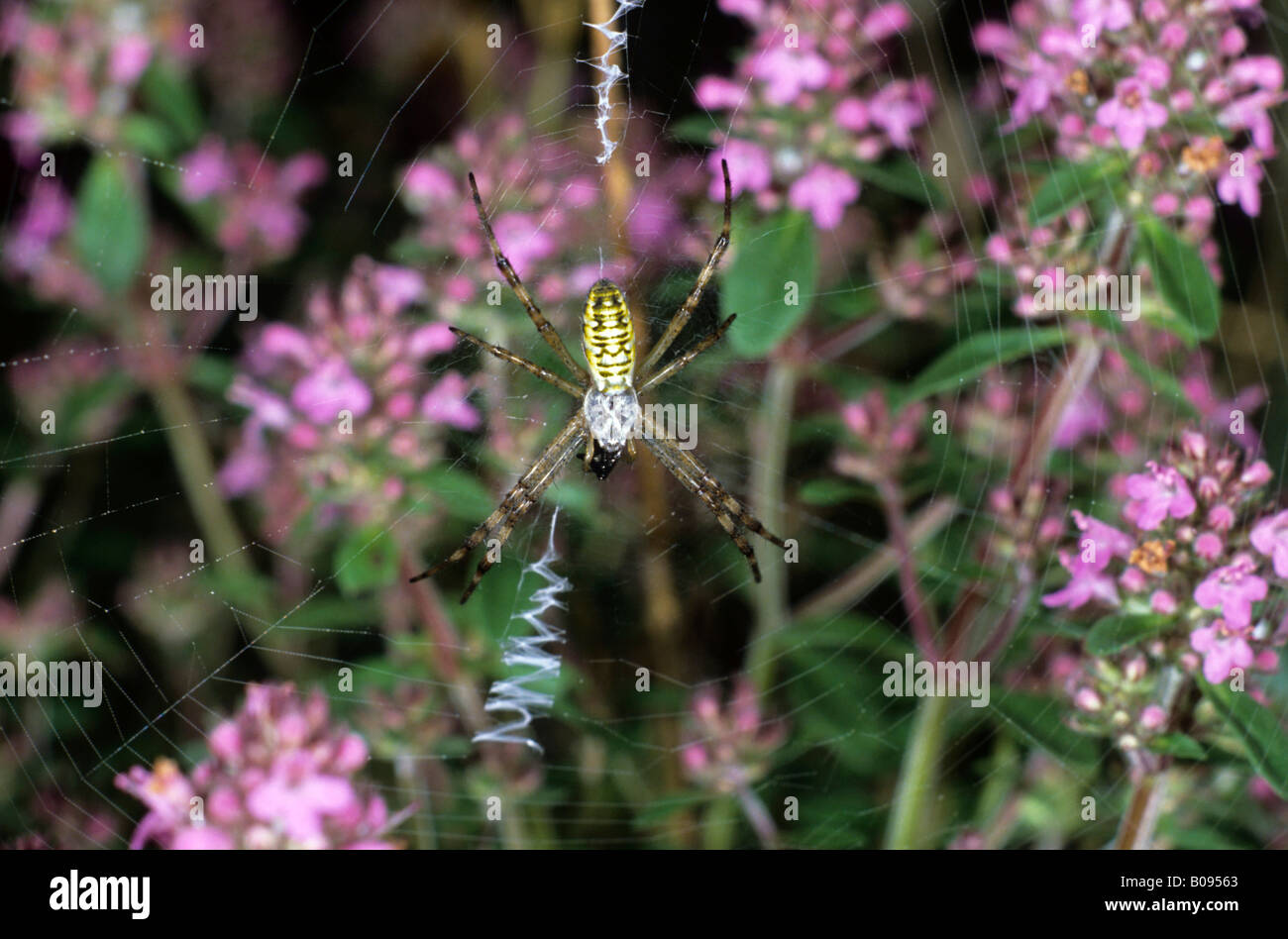 Wasp Spider (Argyope bruennichi), Argiope family, small spider in a web woven in Wild Thyme (Thymus serpyllum) Stock Photo