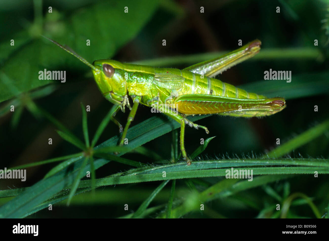 Small Gold Grasshopper (Chrysochraon brachyptera), Acrididae family, female Stock Photo
