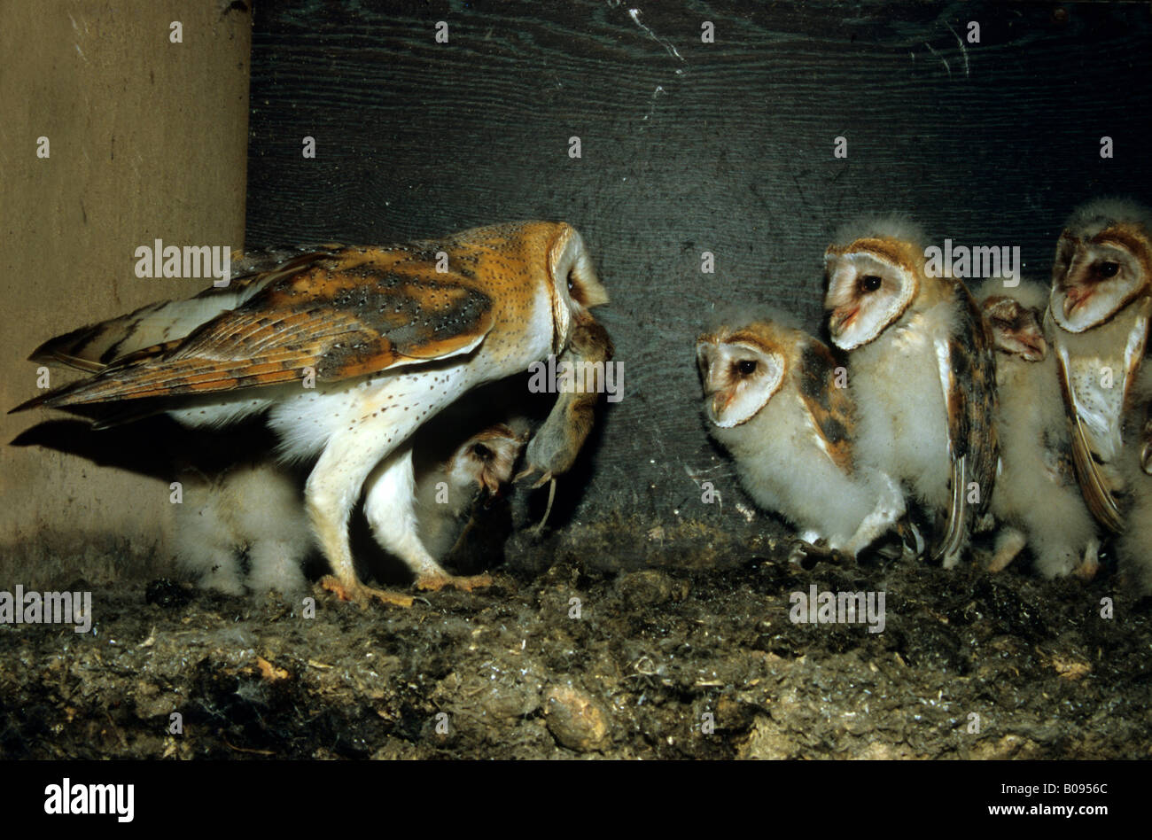 Barn Owl (Tyto alba), family Tytonidae, parent bird bringing its young a mouse Stock Photo