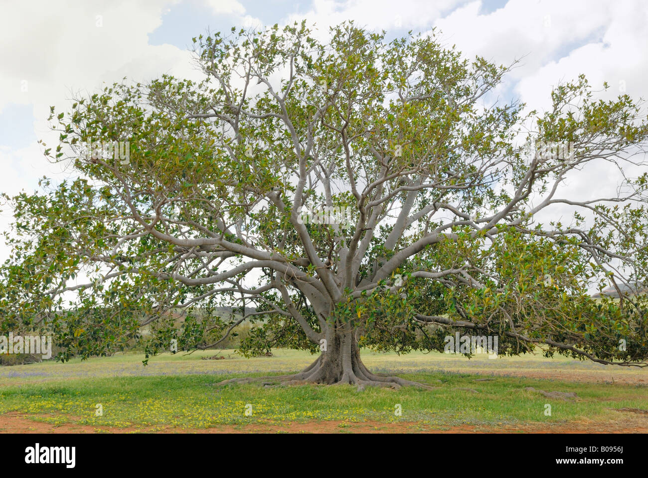 Moreton Bay Fig (Ficus macrophylla), Western Australia, Australia Stock Photo