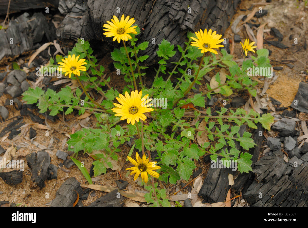 Cape Weed or Cape Dandelions (Arctotheka calendula) growing on a charred tree trunk, Tuart Forest National Park, Western Austra Stock Photo