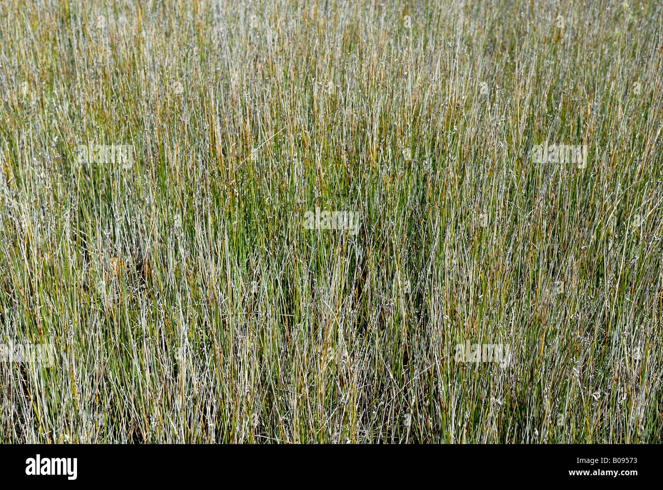 Grasses growing on a meadow, Western Australia, Australia Stock Photo