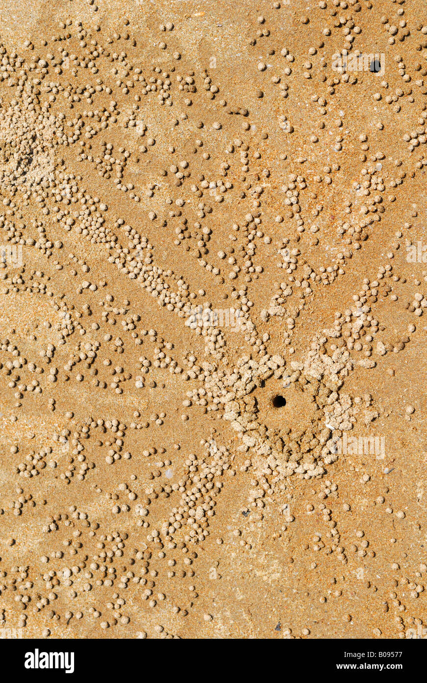 Sand Bubbler Crab (Scopimera inflata) hole and balls of sand created while feeding, Darwin, Northern Territory, Australia Stock Photo
