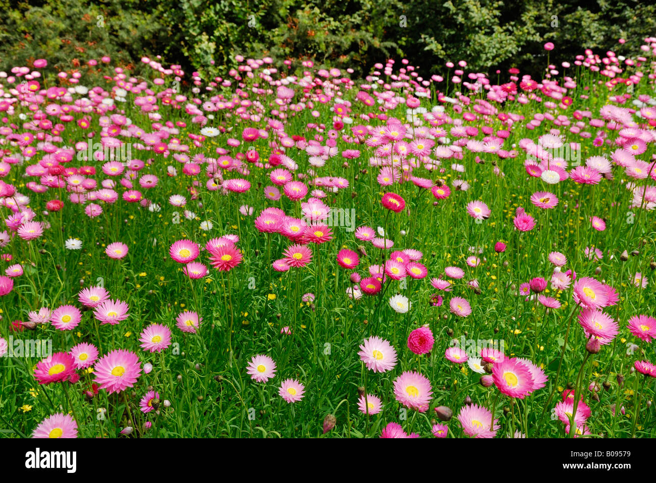Everlastings, wild strawflowers, Helichrysum family, Kings Park, Perth, Western Australia, Australia Stock Photo
