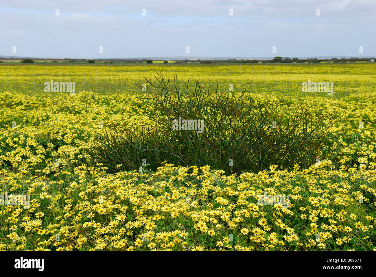 Cape Weed or Cape Dandelions (Arctotheka calendula) growing on a meadow in Western Australia, Australia Stock Photo