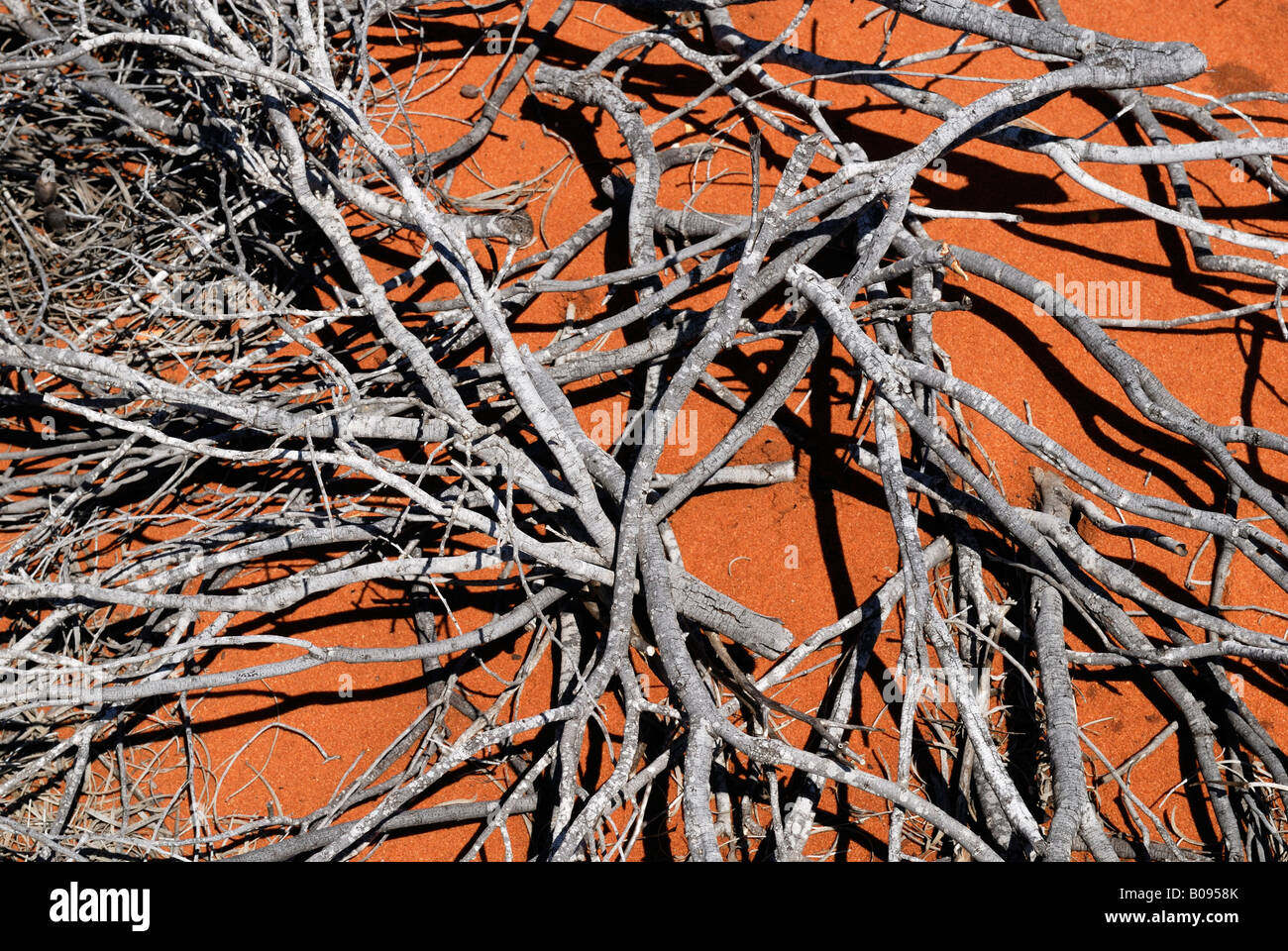 Dried-out, collapsed desert shrub, Shark Bay World Heritage Area, Western Australia, Australia Stock Photo