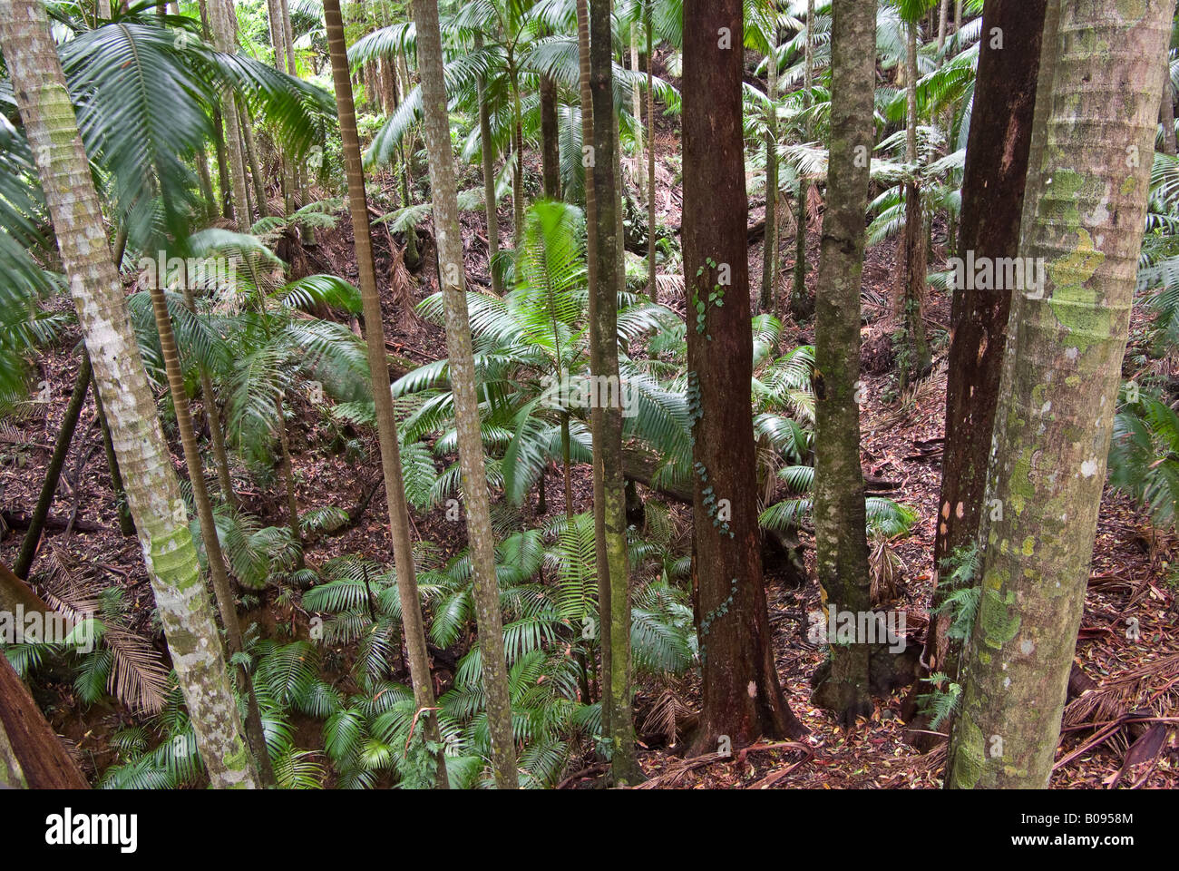 Rain forest trees hi-res stock photography and images - Alamy