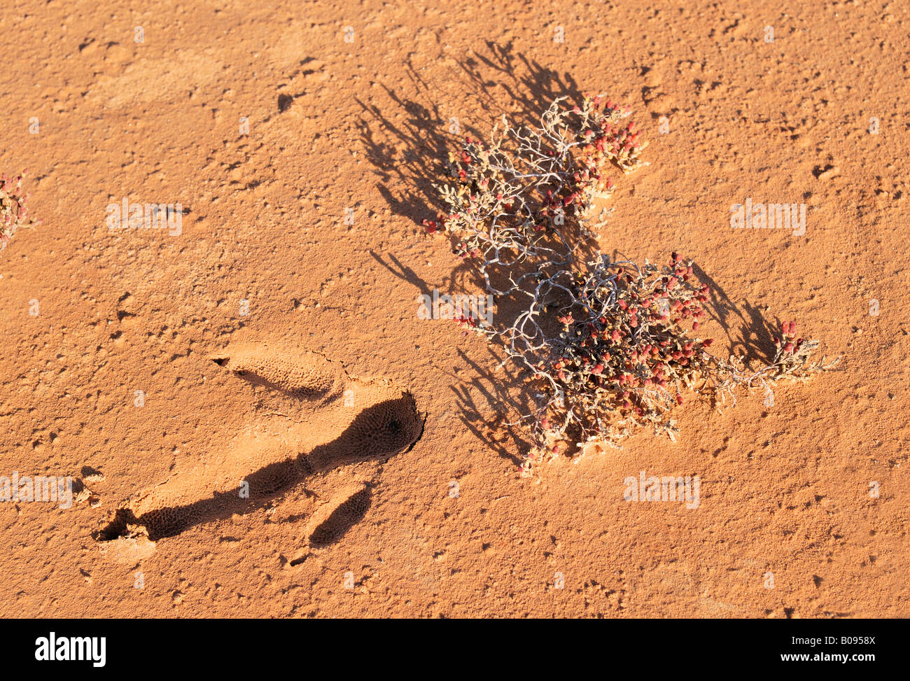 Emu footprint, tracks (Dromaius novaehollandiae) in the ground, salt pan, Western Australia, Australia Stock Photo