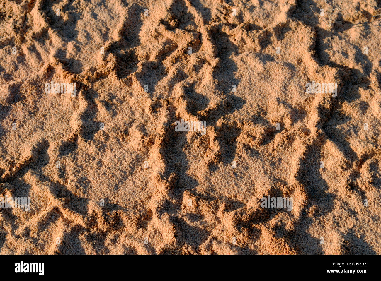 Texture, salt pan ground after a brief rainfall Stock Photo