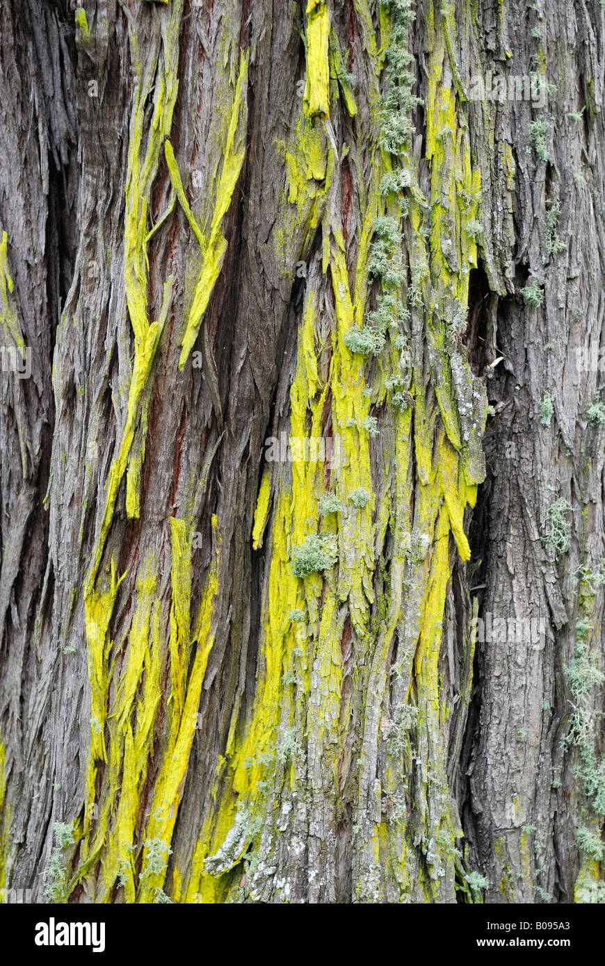 Lichen growing on the bark of a Tuart Tree (Eucalyptus gomphocephala), Tuart Forest National Park, Busselton, Western Australia Stock Photo