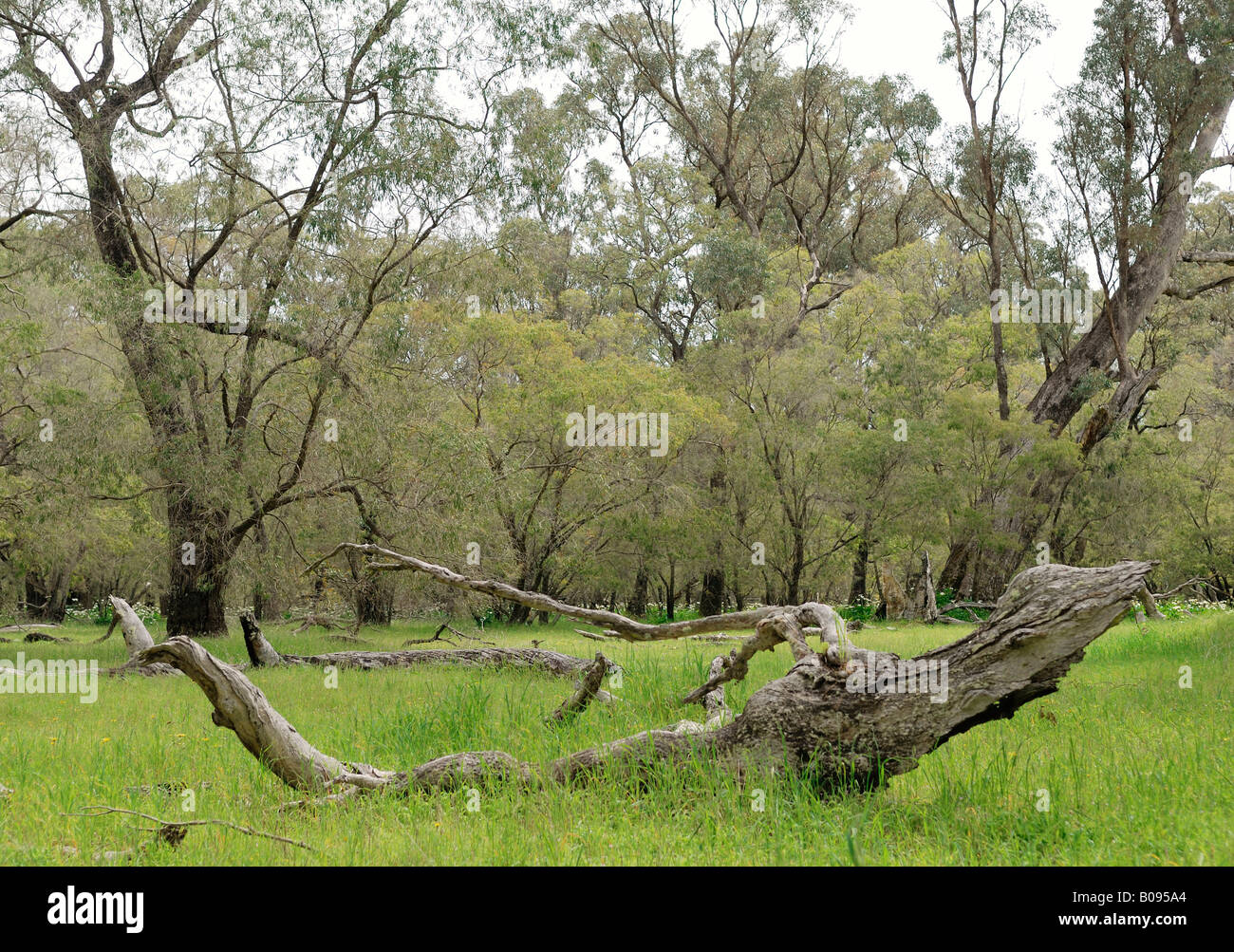 Forest glade in Tuart Forest National Park near Busselton, Western ...