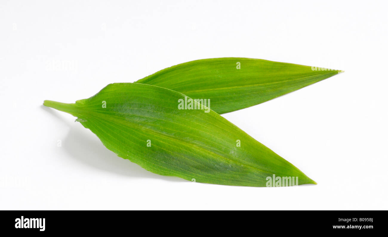 Ramsons or Bear's Garlic leaves (Allium ursinum) Stock Photo