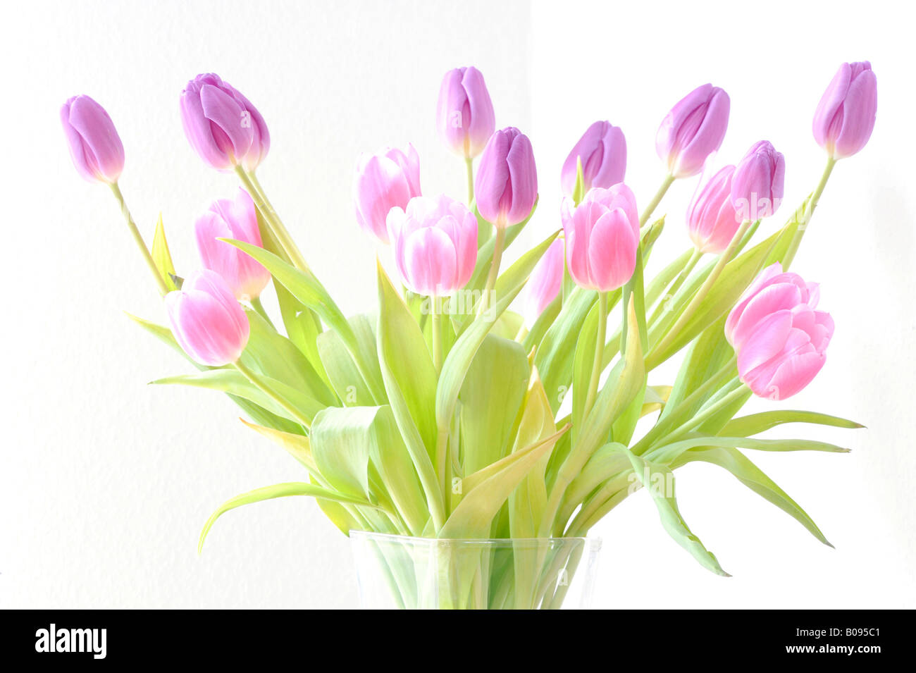 Blue violet tulips (Tulipa) in a vase Stock Photo