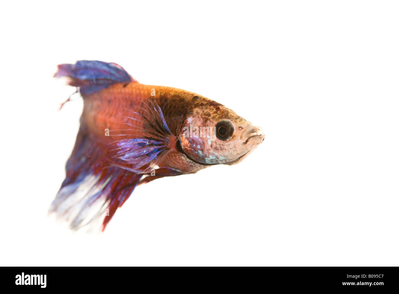 Siamese Fighting Fish, male (Betta splendens) Stock Photo